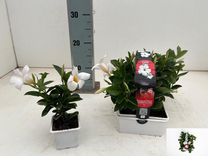 <h4>MANDE DI JADE WHITE</h4>