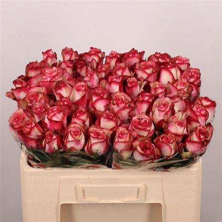 <h4>R Gr Paloma</h4>