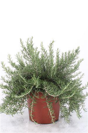 <h4>Rosmarinus Prostratus Bush - 1154</h4>