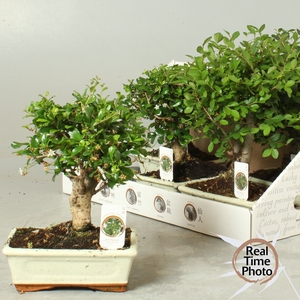 BONSAI GEM