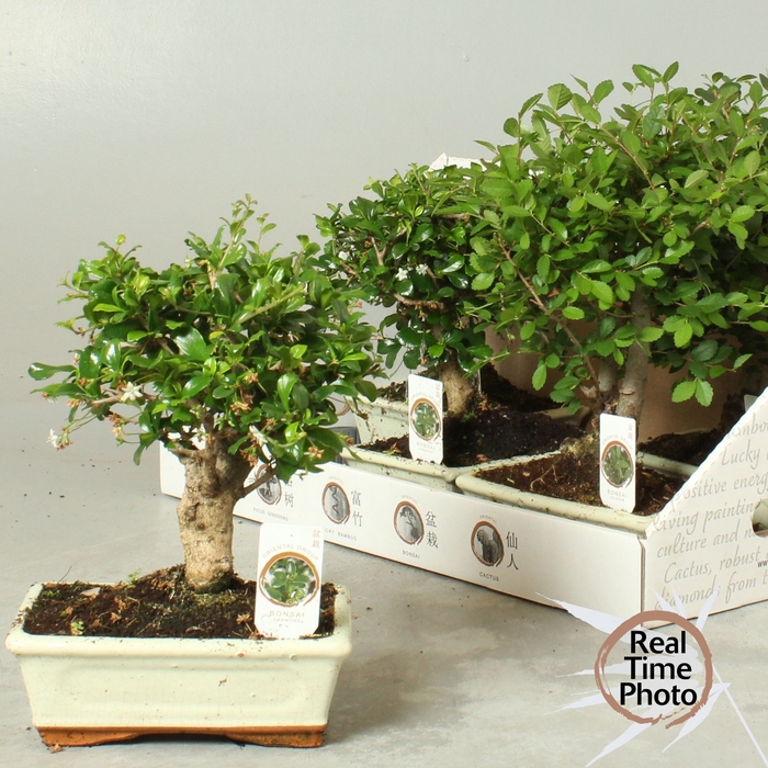 <h4>BONSAI GEM</h4>