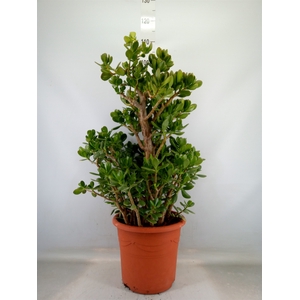 Crassula ovata
