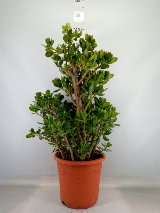 <h4>Crassula ovata</h4>