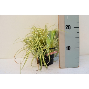 Carex oshimensis Evergold