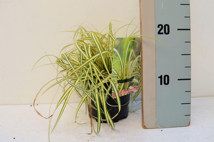 <h4>Carex oshimensis Evergold</h4>