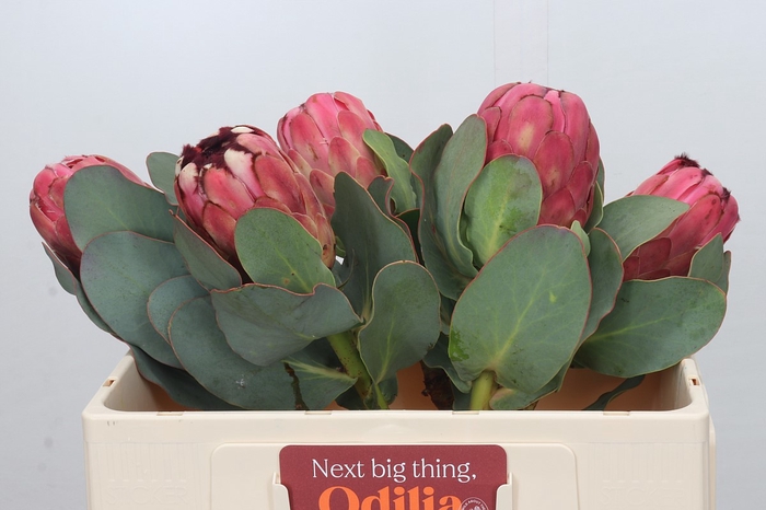 <h4>Protea Grandiceps</h4>