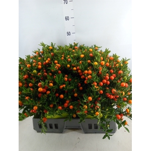 Solanum pseudocapsicum 'Megaball'