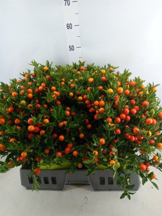 <h4>Solanum pseudocapsicum 'Megaball'</h4>