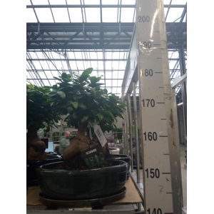 Ficus microcarpa 'Ginseng'