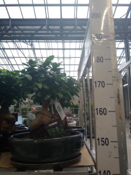 <h4>Ficus microcarpa 'Ginseng'</h4>