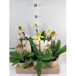 Paphiopedilum   ...multiflower mix
