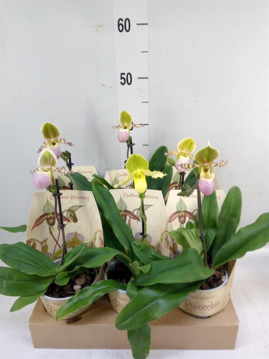 <h4>Paphiopedilum   ...multiflower mix</h4>