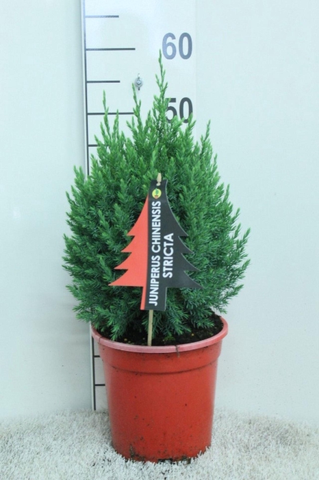<h4>Juniperus chinensis Stricta</h4>