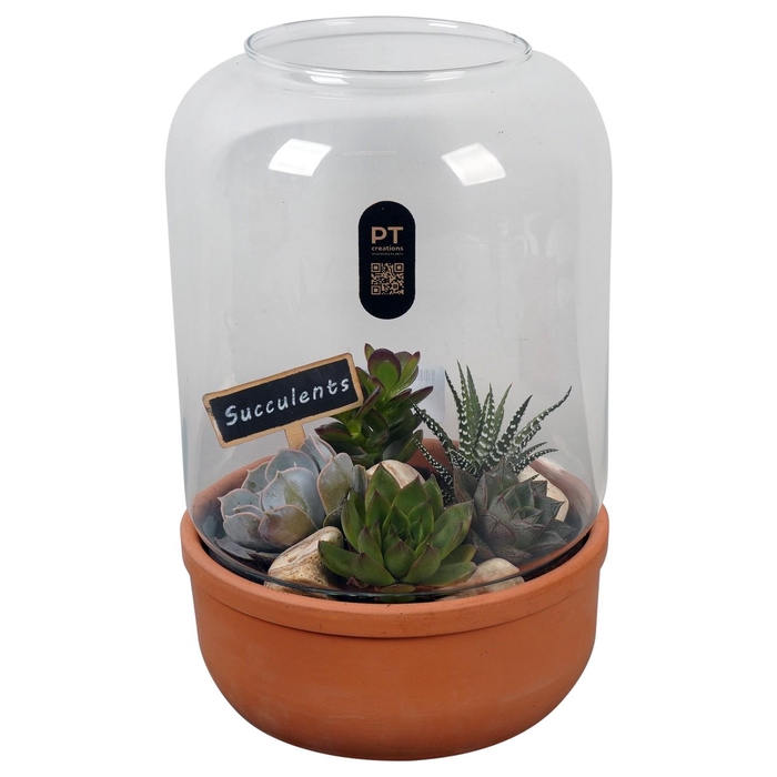 <h4>PTSU8515 Arrangement Succulenten in glazen terracotta pot</h4>