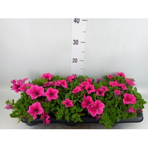 Petunia  'Surfinia Hot Pink'