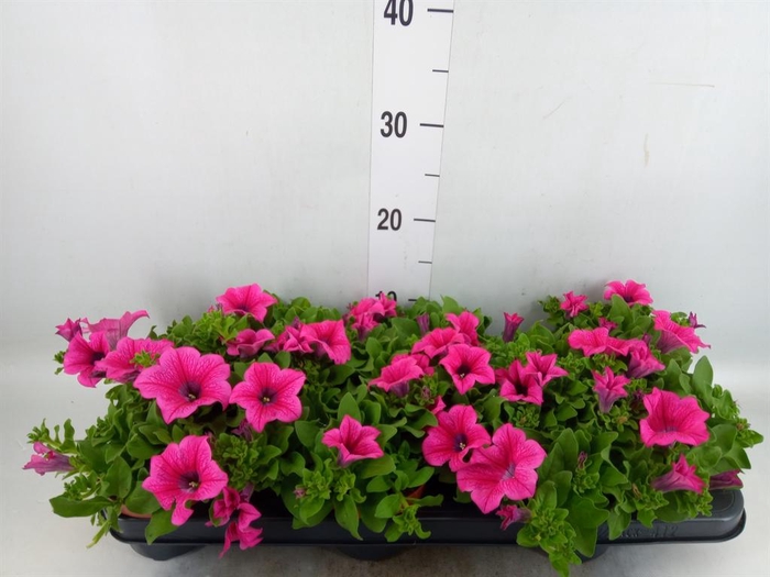 <h4>Petunia 'Surfinia Hot Pink'</h4>
