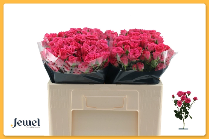 <h4>R TR LOVELY LYDIA</h4>