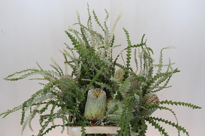<h4>Banksia Speciosa</h4>