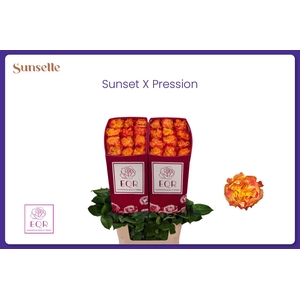 R GR SUNS X-PRESSION