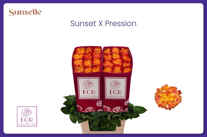 <h4>R GR SUNS X-PRESSION</h4>