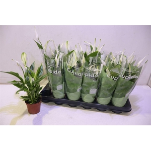 Spath Pearl Cupido