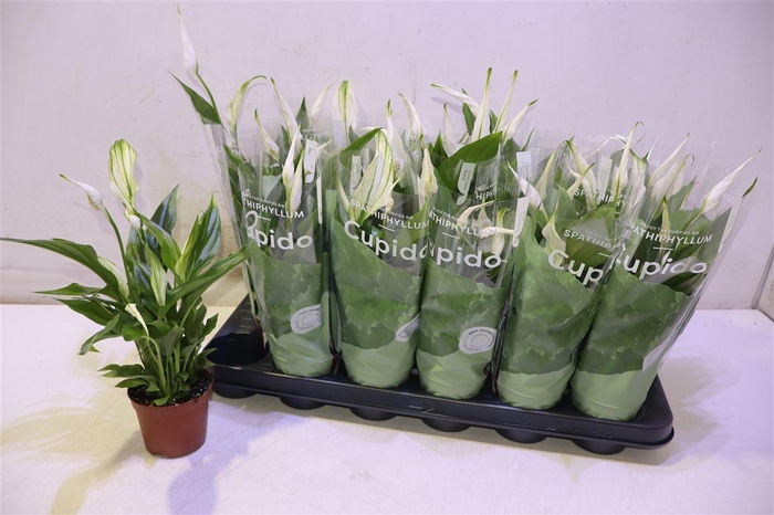 <h4>Spath Pearl Cupido</h4>
