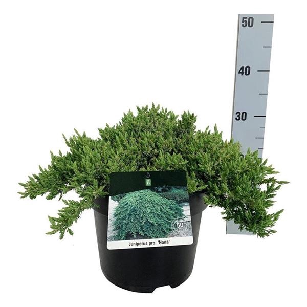 <h4>Juniperus proc. 'Nana'</h4>