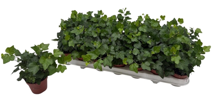 <h4>HED HE WONDER</h4>