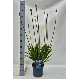 Agapanthus Columba