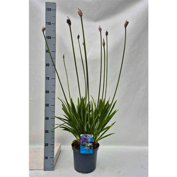 <h4>Agapanthus Columba</h4>
