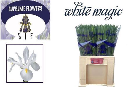 <h4>Iris White Magic</h4>