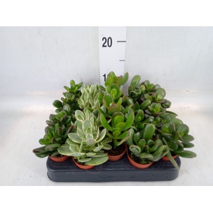 Crassula   ...mix