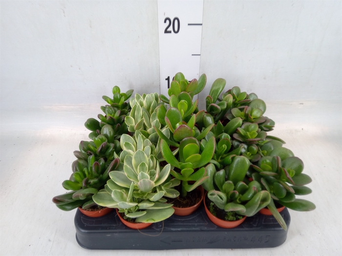 <h4>Crassula   ...mix</h4>