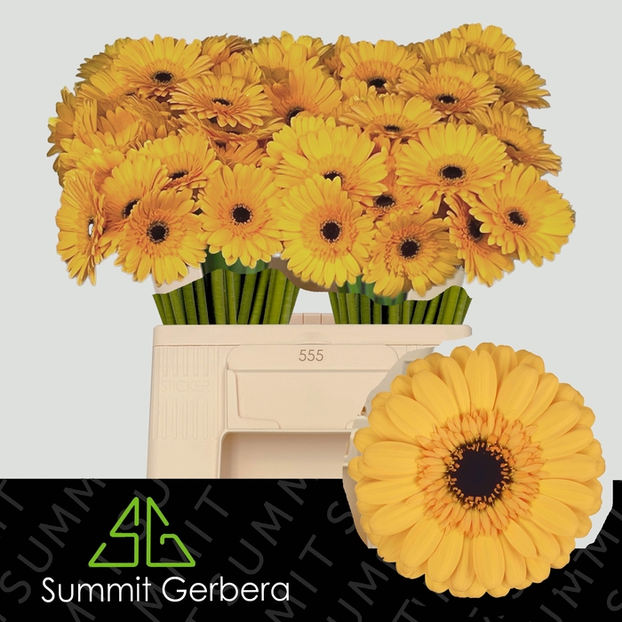 <h4>GE MI TWEETY</h4>