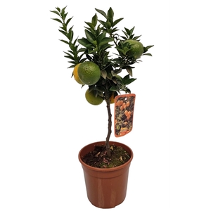 Citrus Chinotto Stem