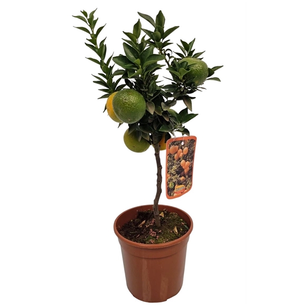 <h4>Citrus Chinotto Stem</h4>