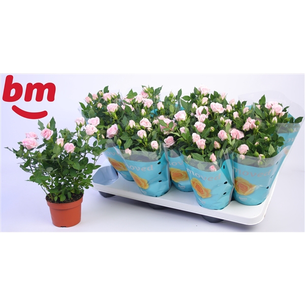 <h4>Rosa Baby Jewel Beau Monde Light Pink (10,5 cm)</h4>