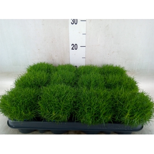 Sagina subulata