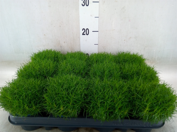<h4>Sagina subulata</h4>