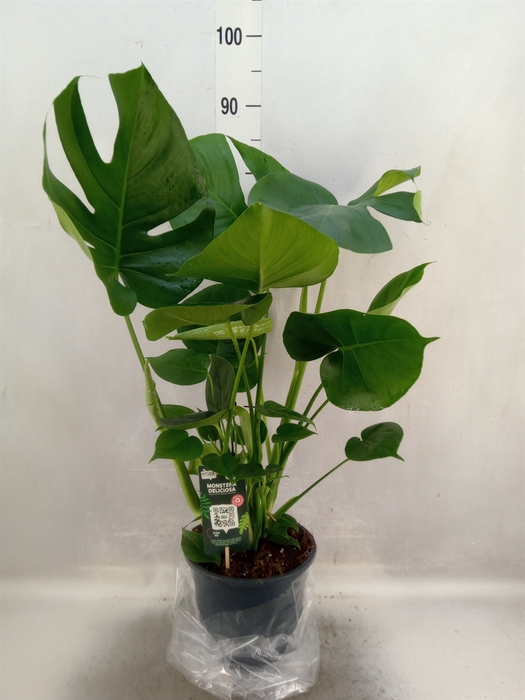 <h4>Monstera delic.</h4>