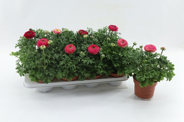 <h4>Ranunculus Sprinkles Pink Bicolor 13cm</h4>