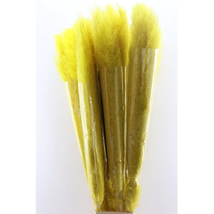 Dried Cortaderia Lao Grass Bleached Yellow P Stem
