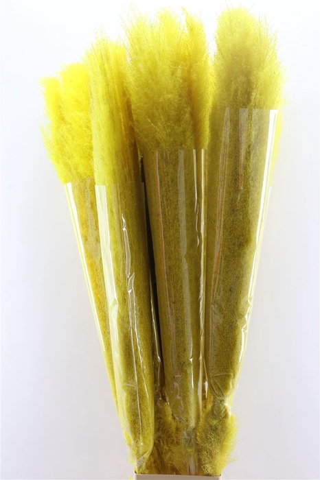 <h4>Dried Cortaderia Lao Grass Bleached Yellow P Stem</h4>