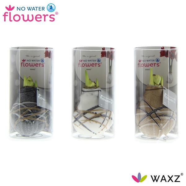 <h4>No Water Flowers Waxz® Art Rembrandt in Koker</h4>