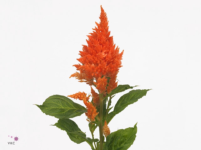 Celosia Sunday Orange Super