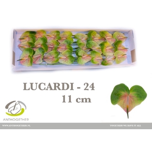 ANTH A LUCARDI 24 xl