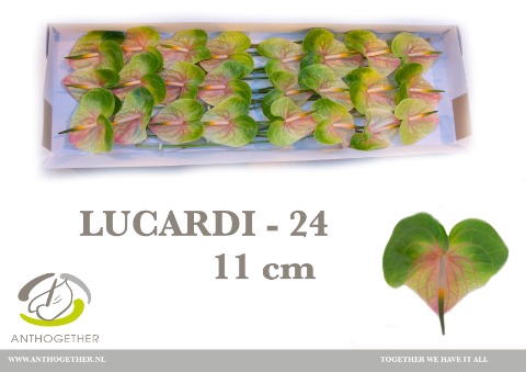 <h4>ANTH A LUCARDI 24 xl</h4>