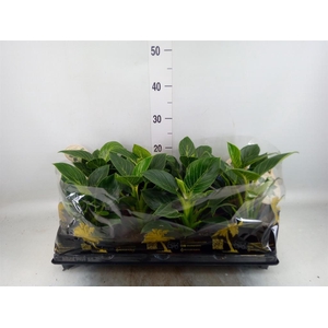 Philodendron   ...