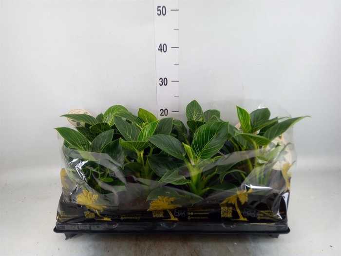 <h4>Philodendron   ...</h4>