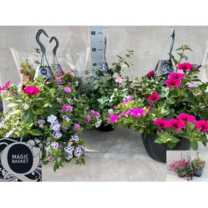 OVERIGE HANGPLANTEN